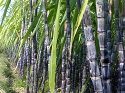 What should black sugarcane continuous cropping pay attention to?