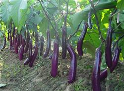 How can summer eggplant be planted with high yield?