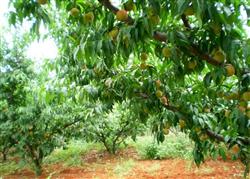 How to manage peach orchard in summer?