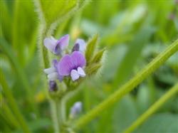 How to manage the flowering period of summer soybeans?