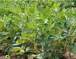 Peanut planting technology: how to manage the later stage of peanut?