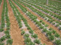 Peanut planting technology: how to manage summer sowing peanuts?