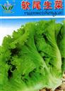 Lettuce planting: how to grow lettuce in greenhouse?