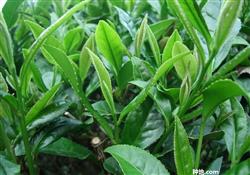 How to use bio-pesticides in tea?