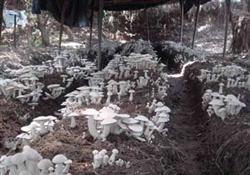 How to grow high-temperature mushrooms?