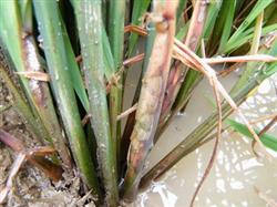 How to control rice sheath blight?