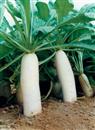 Radish planting: how to fertilize white radish?