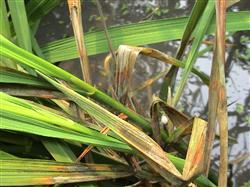 What are the diseases and insect pests of rice?