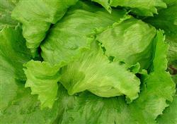 Lettuce planting: how to grow pollution-free lettuce?