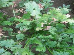 Cilantro planting: what is the parsley mosaic virus?