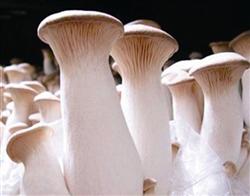 How to cultivate Pleurotus eryngii in winter and spring?