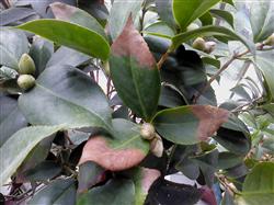 What if the leaves of camellias are scorched?