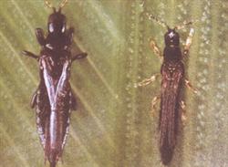 Rice diseases and insect pests: how to control common rice diseases and insect pests?