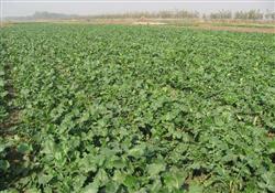 Radish planting: how can autumn radish be planted with high yield?