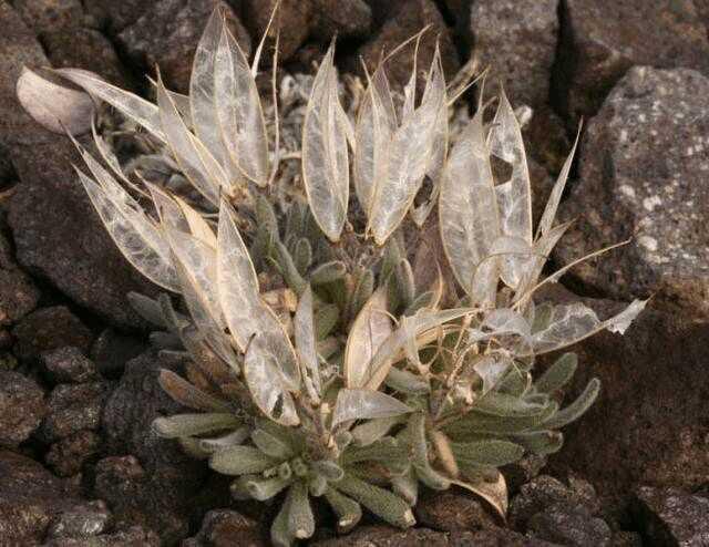 Succulent cicada Cardamine leaves glittering and translucent how to raise?