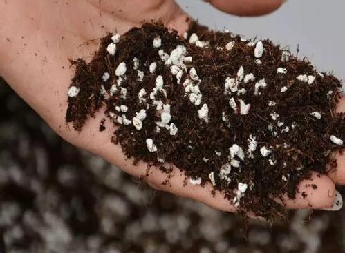 It is the first time to use this soil to raise 100 pots of green pineapple cuttings in half a month.