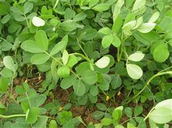 Peanut planting technology: how to manage peanut mid-growth?