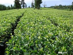 How does tea science top dressing?