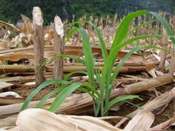 How to control diseases and insect pests by planting summer corn?