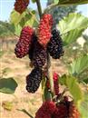 What should we pay attention to when planting fruit mulberry?