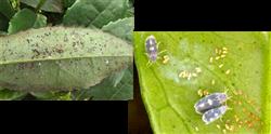 How to control tea spiny whitefly?