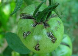 Tomato planting techniques: how to prevent fruit cracking in summer and autumn?