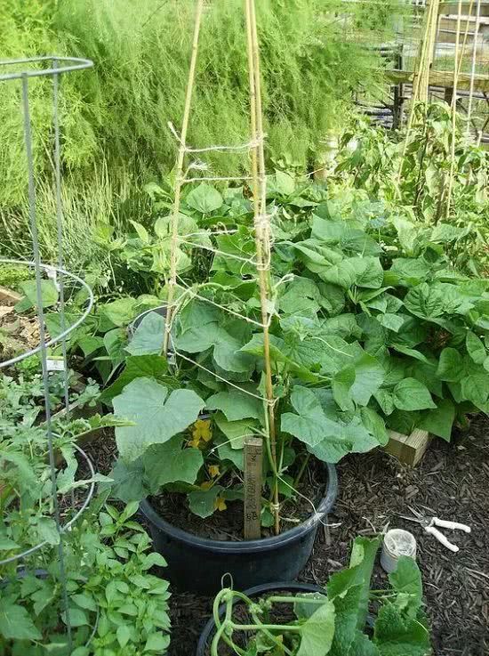 Cucumber climbing rattan shelves made from waste materials in daily life can also raise other lianas.