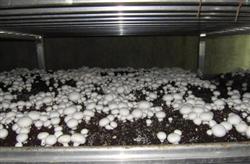 How to grow double spore mushroom in summer?