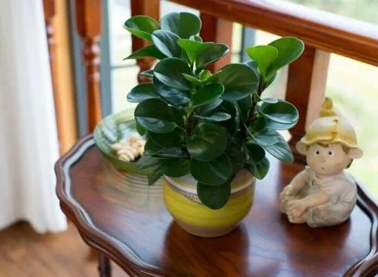 8 kinds of micro-potted office living room with two pots to purify the air and protect against radiation to make life healthier