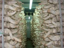 How to cultivate Pleurotus eryngii in cold room