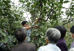 Pear tree planting: how do pear trees be cut in summer?