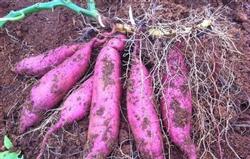 Sweet potato planting: how to grow autumn sweet potato?