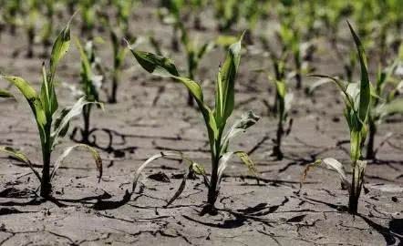 It is now in an important period of maize growth. what is the effect of drought on corn growth?