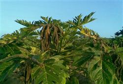 Papaya tree cultivation: how to prevent and cure papaya rust?