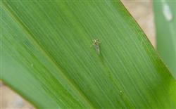 What kind of medicine is used to beat the gray planthopper at the panicle stage of rice?