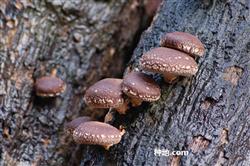 Can bamboo chips cultivate Lentinus edodes?