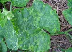 Pumpkin planting: what should be used to fight pumpkin diseases and insect pests?