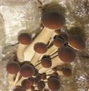 How to grow tea mushroom bag material?