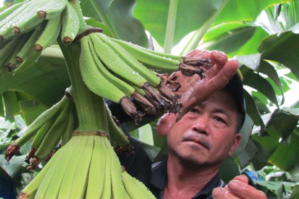 [special topic] end banana bet! The predicament and Future of Canna Industry in Taiwan