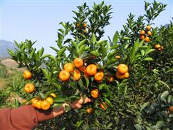 Sugar orange planting technology: how to apply sugar orange strong fruit fertilizer?