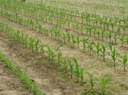 How to control weeds by planting summer corn?