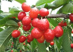 Cherry tree planting: Cherry cultivation picture video