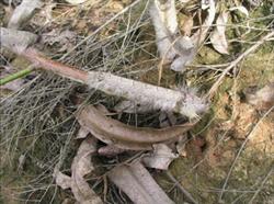 How does eucalyptus control big caterpillars?