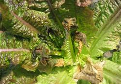 Lettuce planting techniques: what is lettuce gray mold?