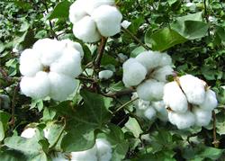 How to manage the boll opening period of cotton?