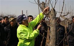 What are the pruning techniques for aging apple trees?