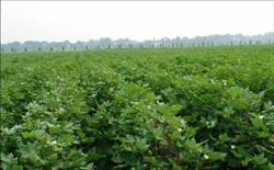 Cotton planting technology: how to fertilize cotton in flower and boll stage?