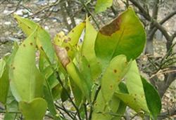 How do citrus seedlings control anthrax?