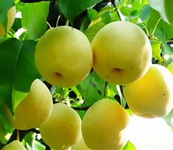 Pear planting: how to manage pear trees in August?