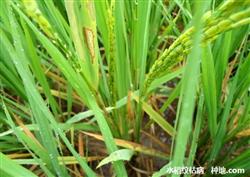 Rice diseases and insect pests: what are the diseases and insect pests in the later stage of rice? How to prevent and cure it?